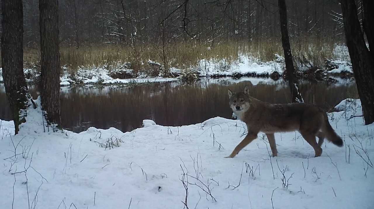 Nowe inwestycje w Wigierskim Parku Narodowym