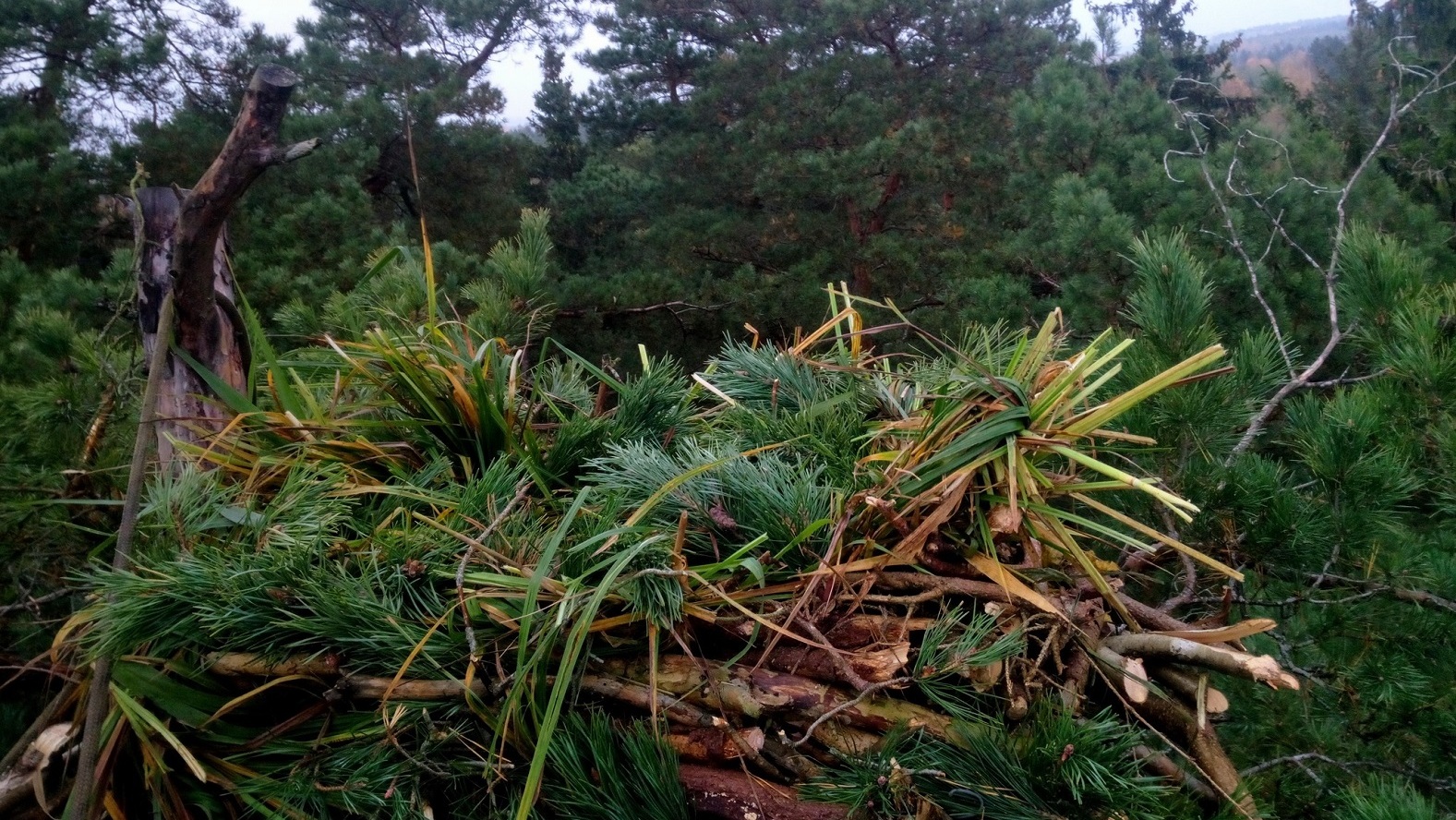 Trzy nowe platformy dla ptaków pojawiły się na terenie Wigierskiego Parku Narodowego