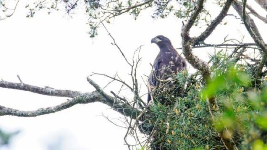 W Nadleśnictwie Szczebra zaobrączkowano trzy małe bieliki