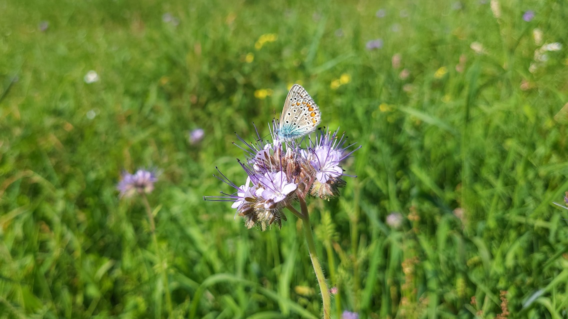 Powstało ponad 46 hektarów łąk kwietnych. Łącznie wysiano tam aż 1,6 tysięcy kilogramów różnych nasion