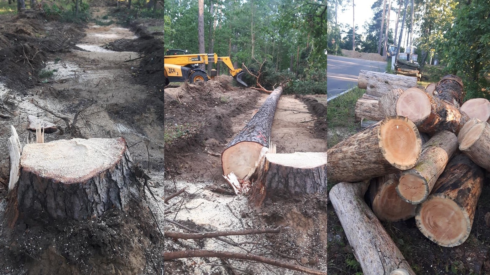 W Augustowie tworzenie parku zaczynają od wycinki drzew