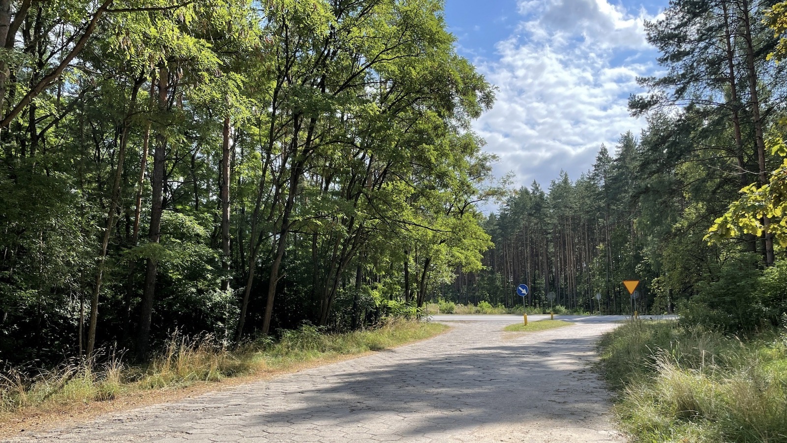 Około 1800 drzew zostanie wyciętych na 700-metrowym miejskim odcinku ulicy Turystycznej w Augustowie
