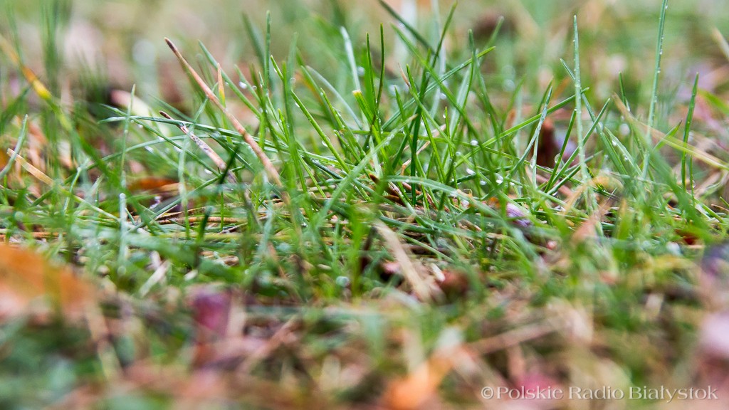 Miejskie łąki. O stworzenie takich miejsc w Suwałkach apelują mieszkańcy miasta