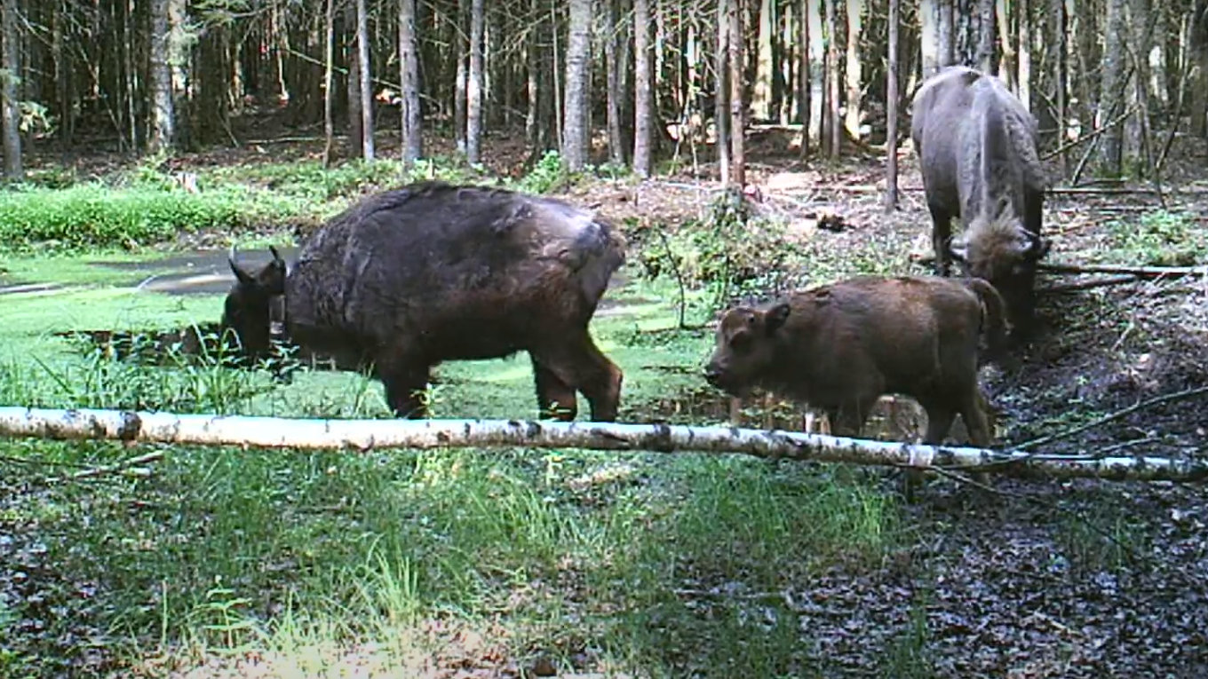 Puszcza Augustowska przypadła żubrom do gustu i nie zamierzają stąd się wyprowadzać