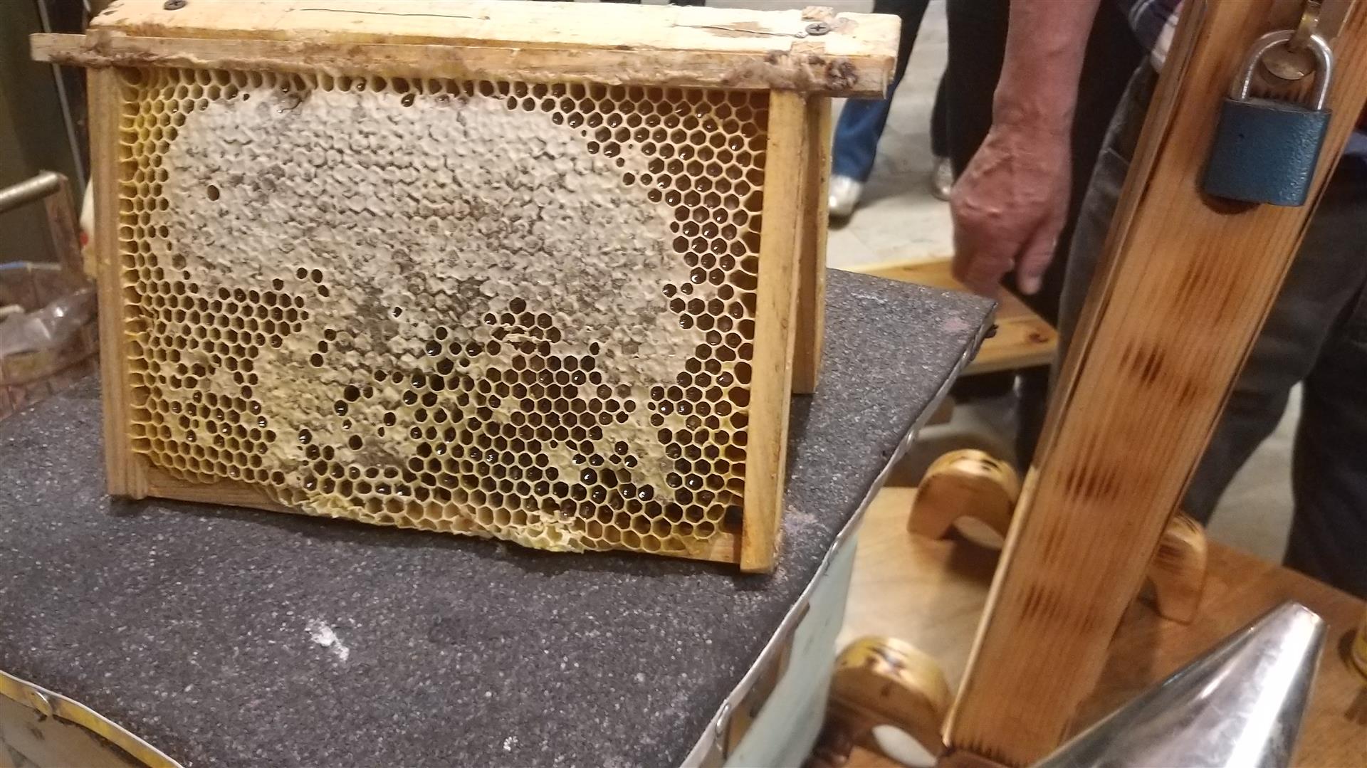 O pszczołach w Wigierskim Parku Narodowym