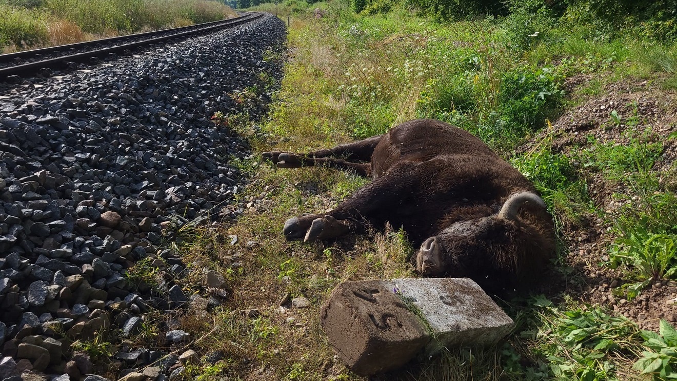 Żubr z Puszczy Augustowskiej został potrącony przez pociąg