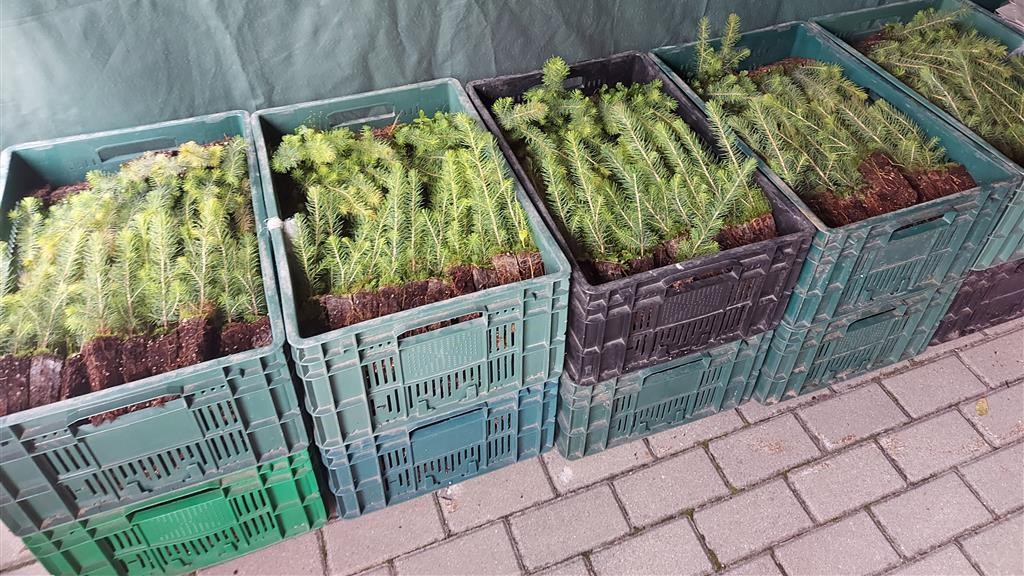 Nadleśnictwo rozdaje sadzonki