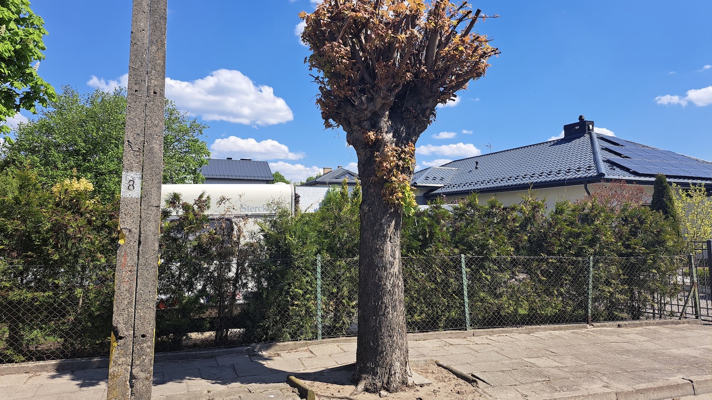 Konflikt o drzewa w Augustowie