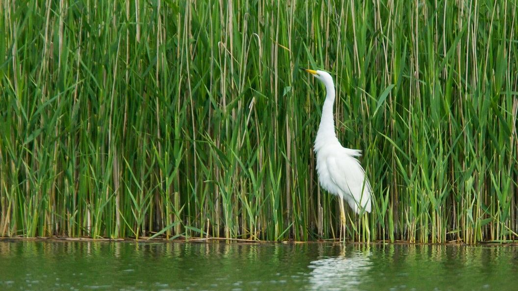 Niespotykane dotąd gatunki ptaków zaobserwowano wokół jeziora Wigry