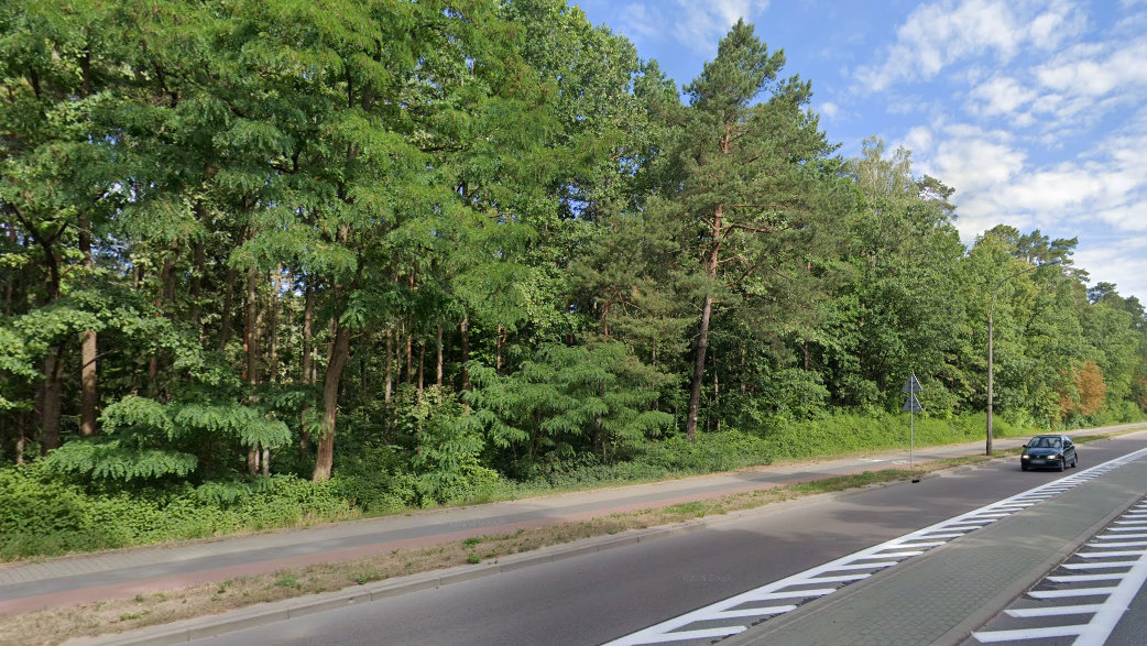 Część drzew rosnących przy Alei Kardynała Stefana Wyszyńskiego w Augustowie zostanie wycięta