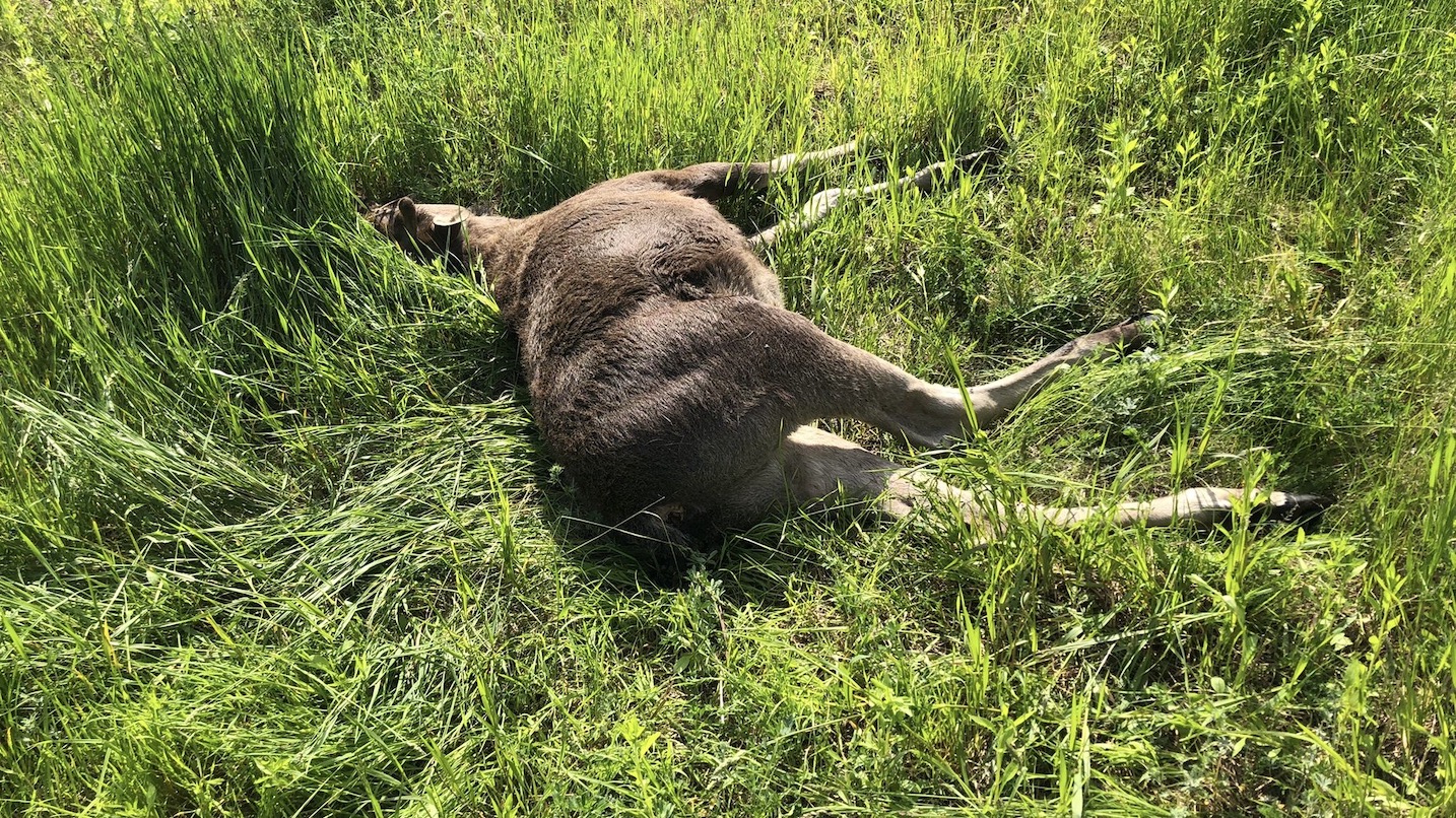 Martwą łosicę znaleziono w Suwałkach