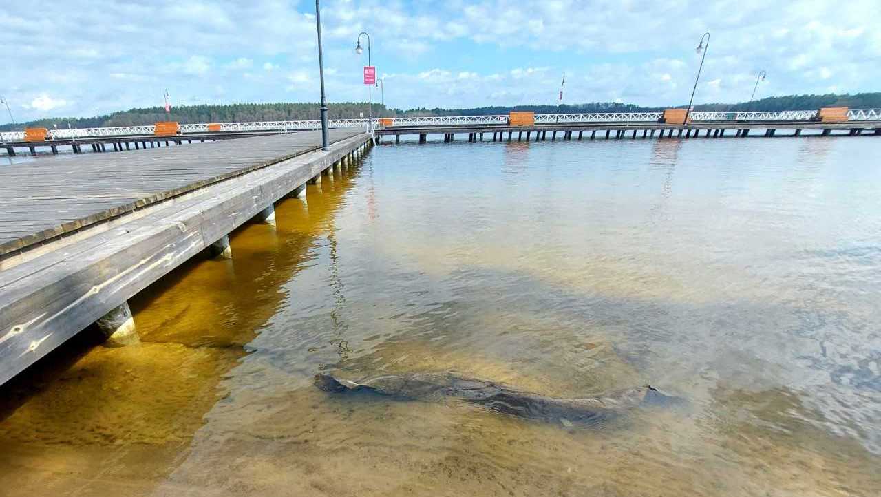 Kolejny już rok latem w Augustowie będzie działało tylko jedno kąpielisko - przy Molo Radiowej Trójki