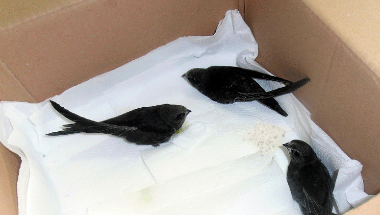 Budki lęgowe dla jerzyków zamontowali na kilku osiedlach pracownicy Międzyzakładowej Spółdzielni Mieszkaniowej w Suwałkach