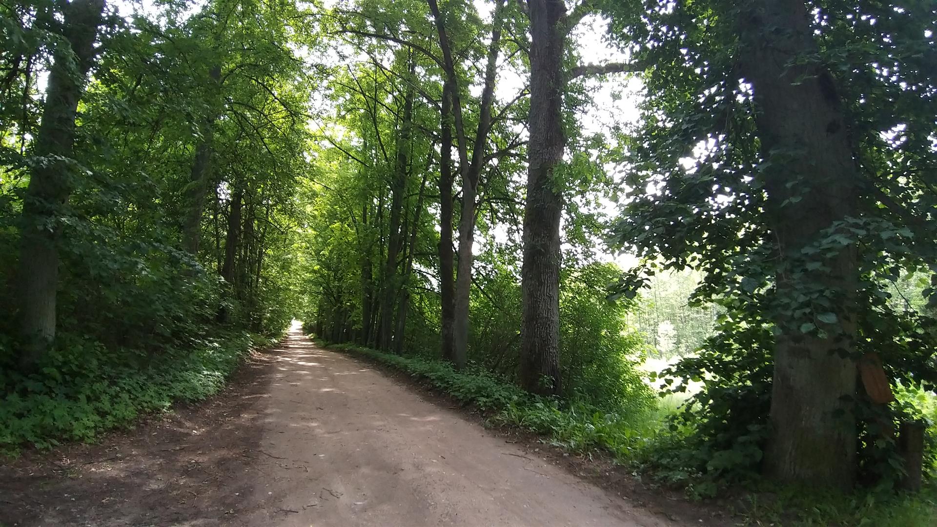 Aleja Lipowa w Posejnelach w gminie Giby trafiła do rejestru zabytków województwa podlaskiego