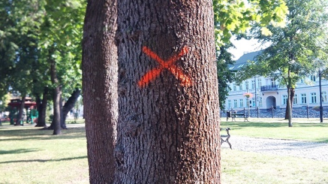 Pomnik przyrody, czy zagrożenie dla przechodniów?