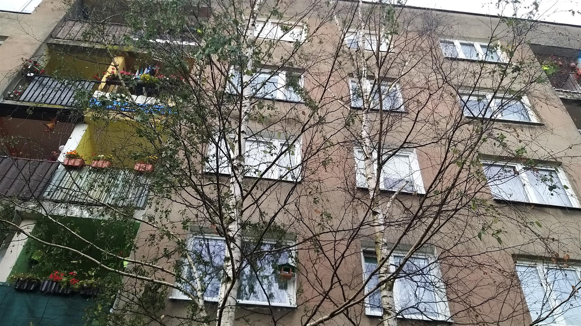 Mieszkańcy suwalskich bloków są oburzeni decyzją prokuratury w sprawie zniszczenia dwóch brzóz