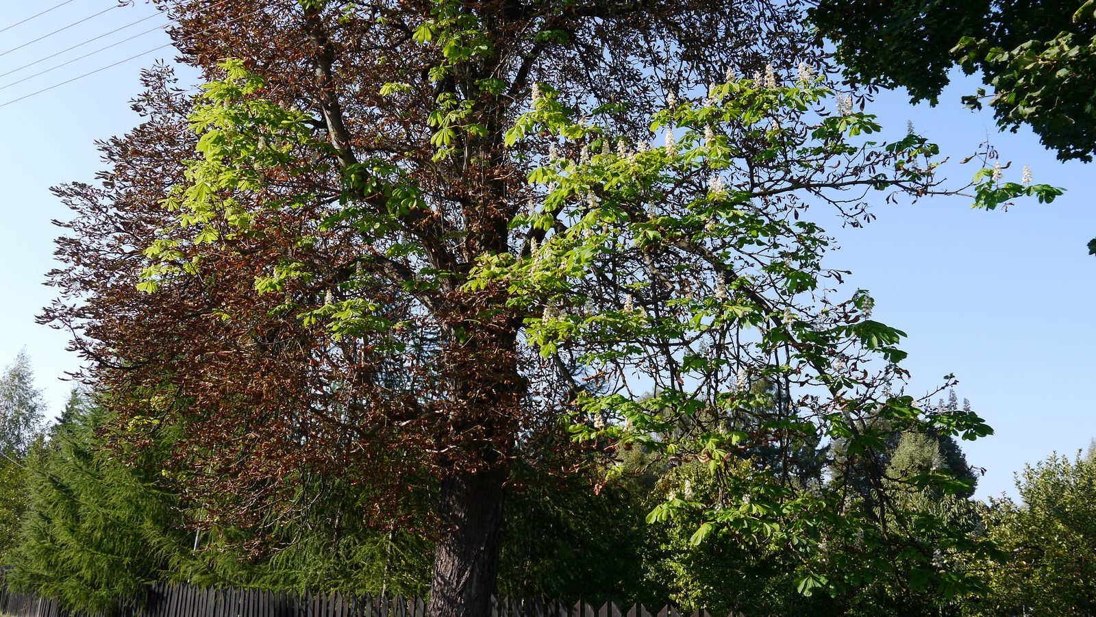 Suwałki. Osobliwy kasztanowiec rośnie przy ul. Wylotowej