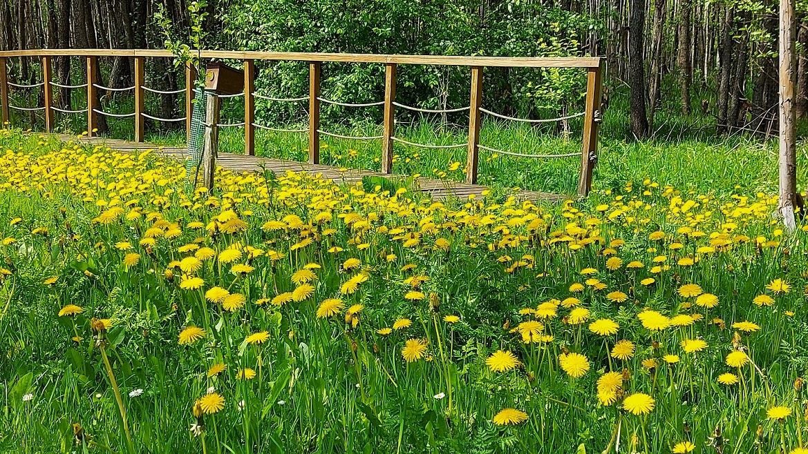 Mniam, mniam, czyli pyszna Suwalszczyzna - wiosenne zioła