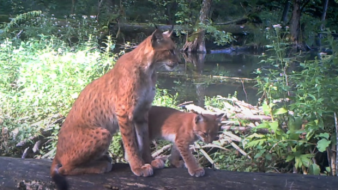 W Wigierskim Parku Narodowym po raz pierwszy udało się zarejestrować rysicę z młodym