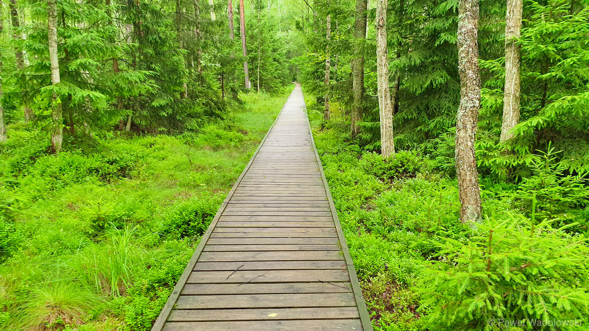 Znów otwarte szlaki turystyczne na Grzędach i w rejonie Polkowa w Biebrzańskim PN