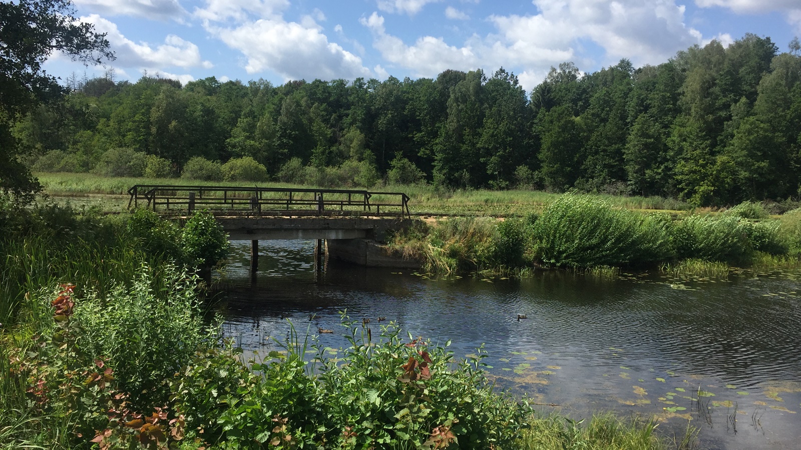 Co dalej z ustawą chroniącą Puszczę Białowieską?