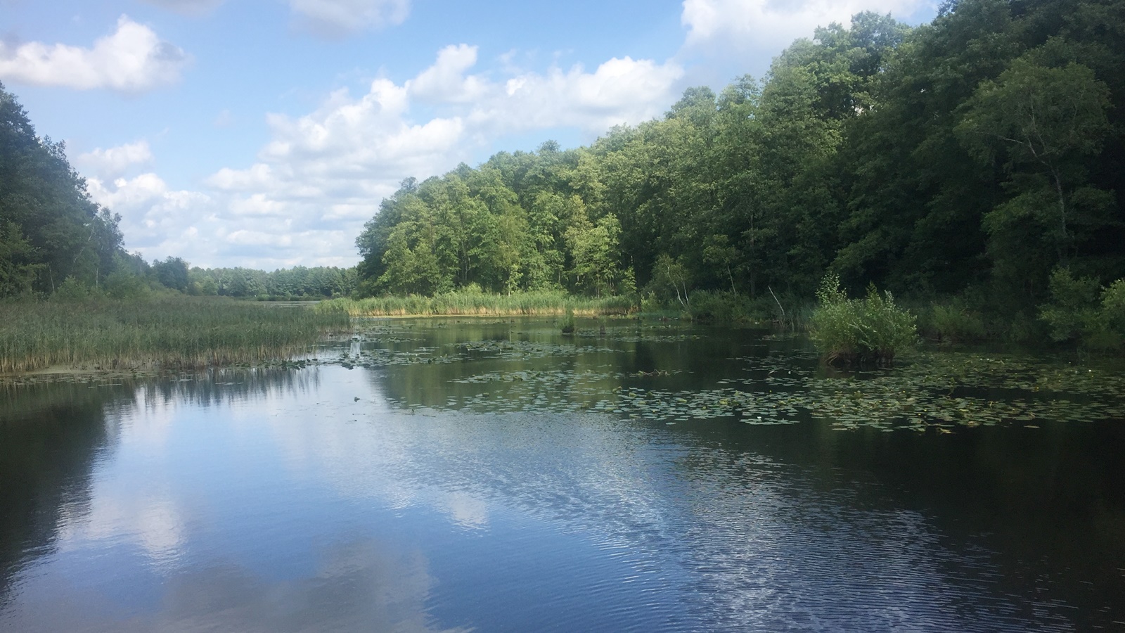 Poseł PiS pyta ministerstwo klimatu o projekt ustawy o Puszczy Białowieskiej