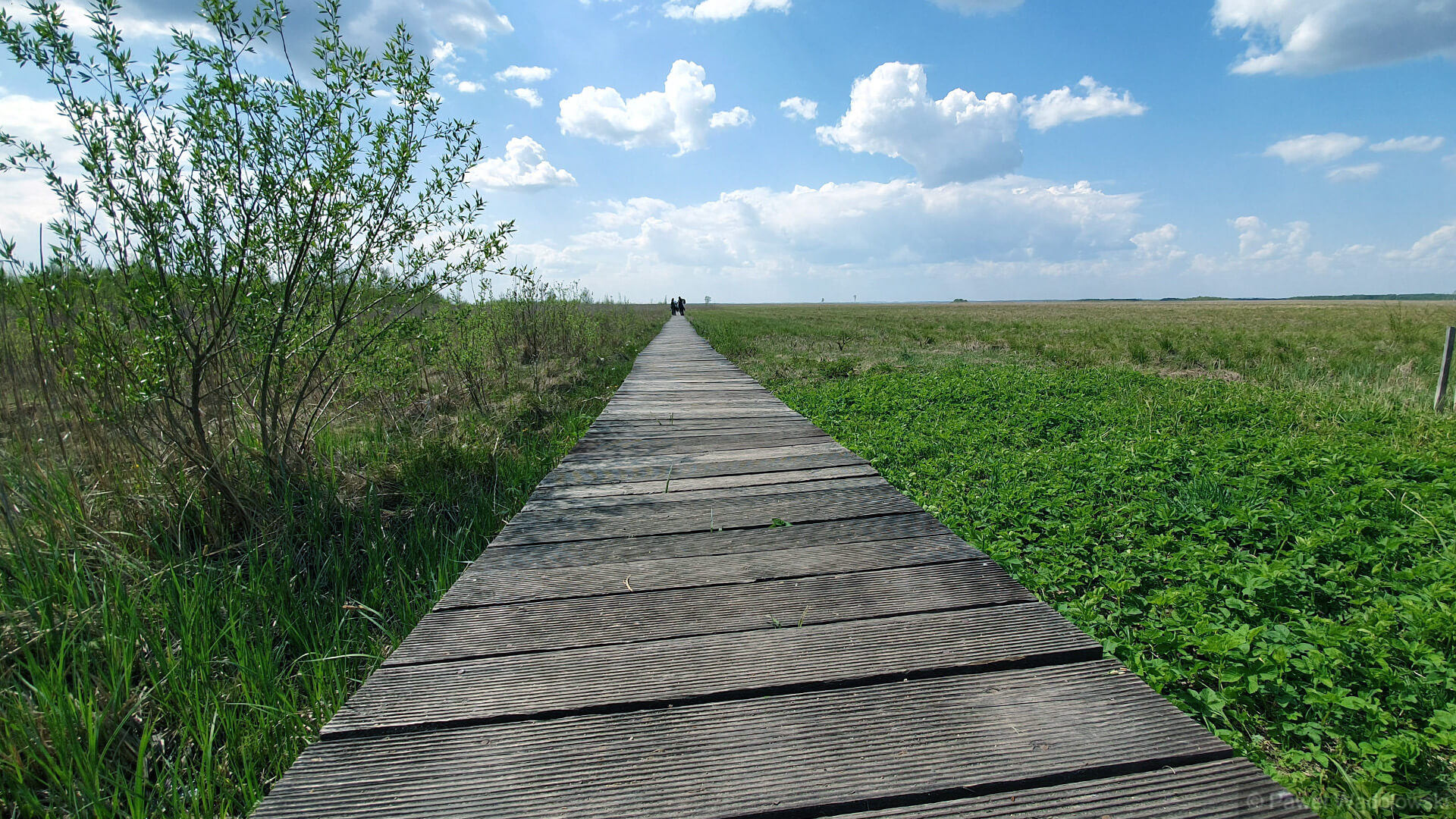 Biebrzański Park Narodowy zamyka jedną z najpopularniejszych atrakcji turystycznych - ścieżkę Długa Luka