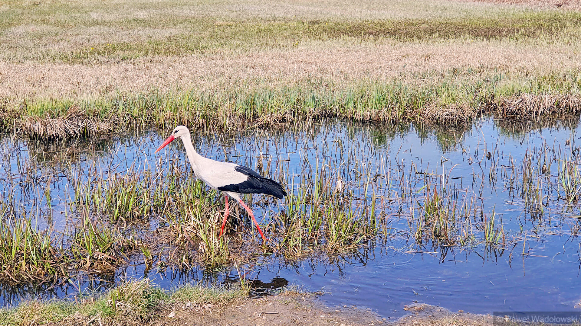 Dzięki temu projektowi na biebrzańskim bagnach ma być więcej wody