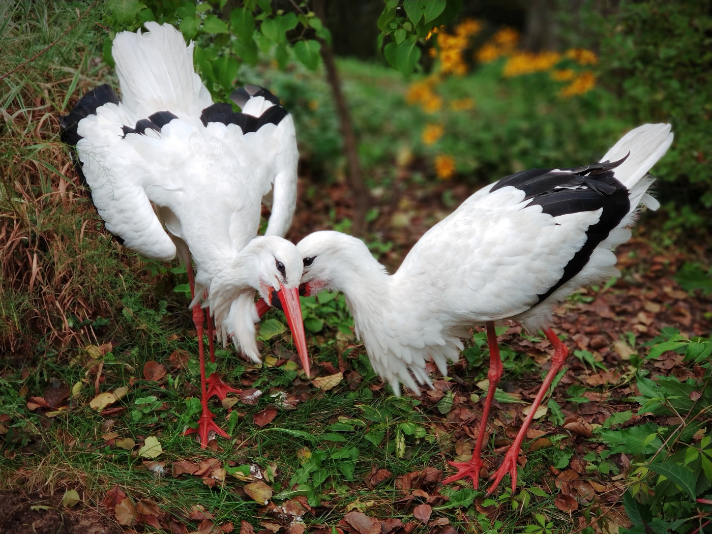 Odcinek 4. Dwa Klekoty