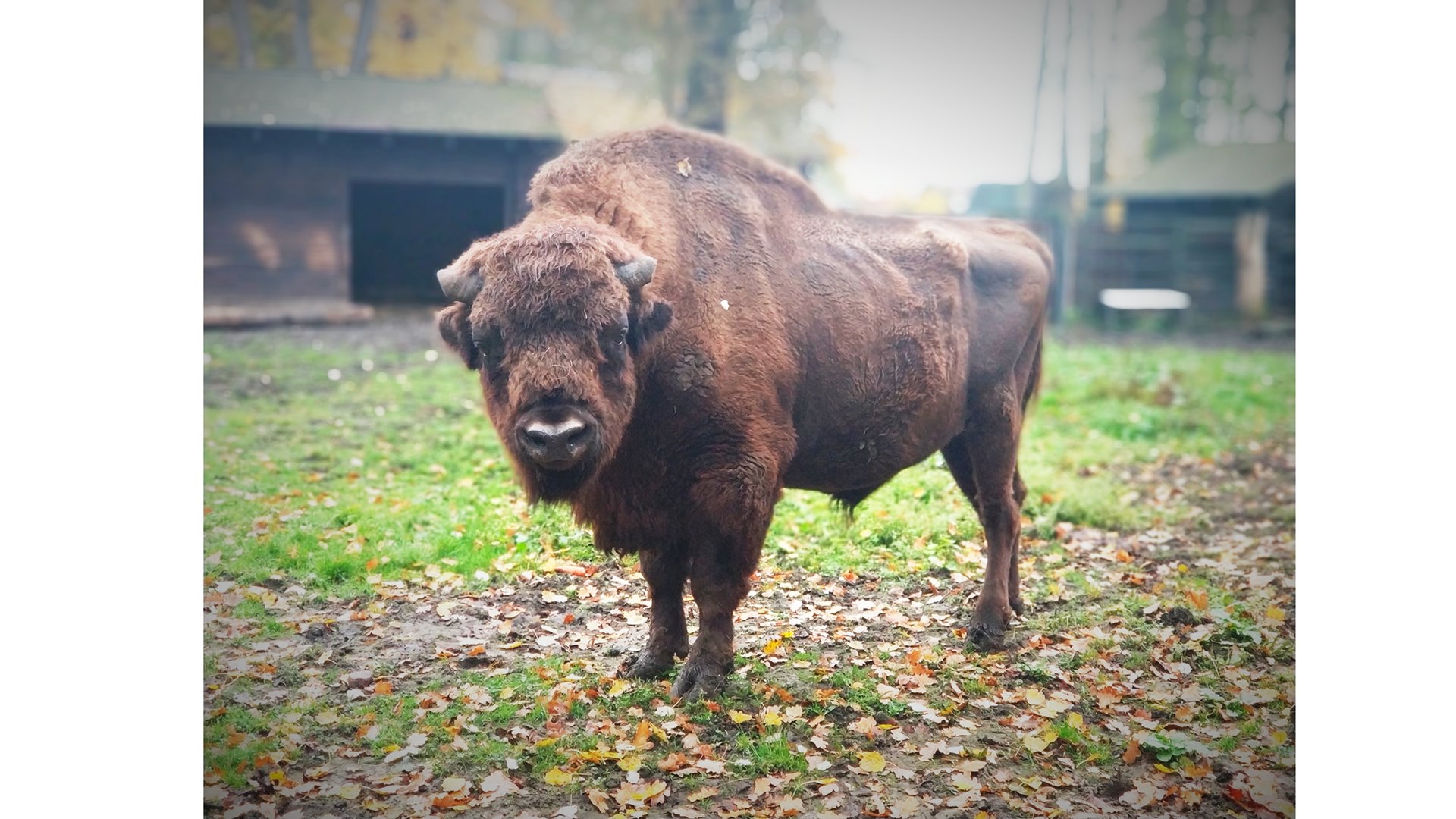Odcinek 3. Żubr Poranny