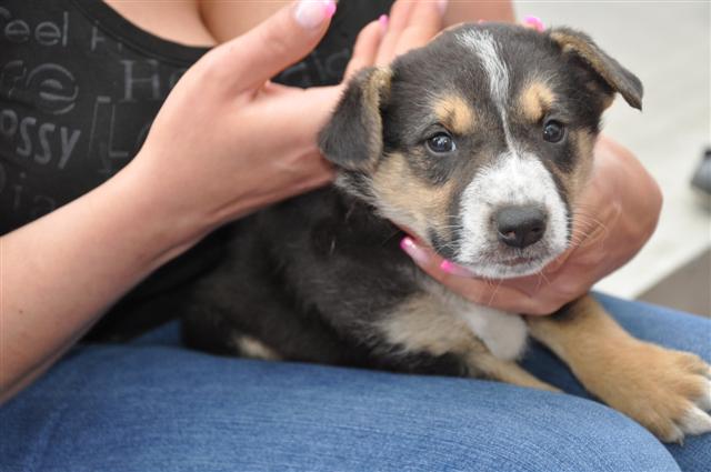 Światowy Dzień Zwierząt