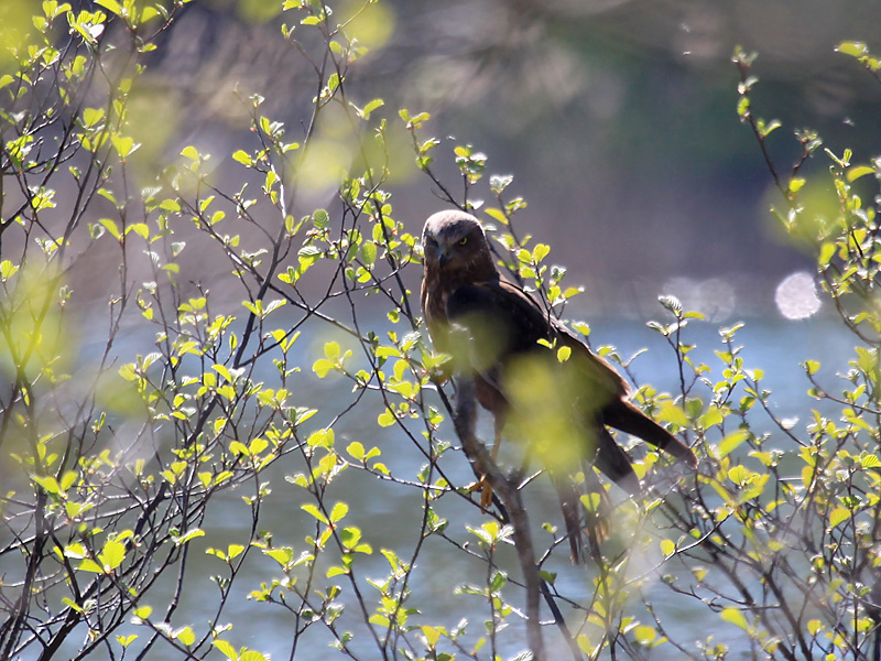 Obserwacje orlików krzykliwych przydatne w badaniach naukowych