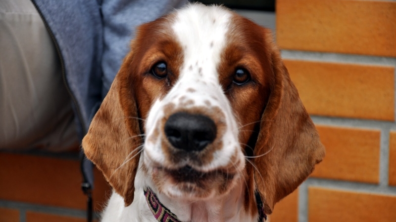 Do adopcji psów ze schroniska zachęcano w białostockich kawiarniach