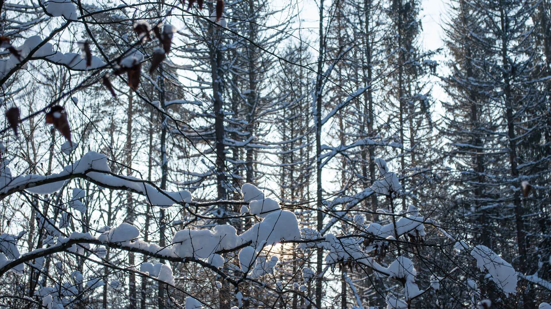 NIK: potrzebny jest jeden spójny dokument dotyczący zarządzania Puszczą Białowieską
