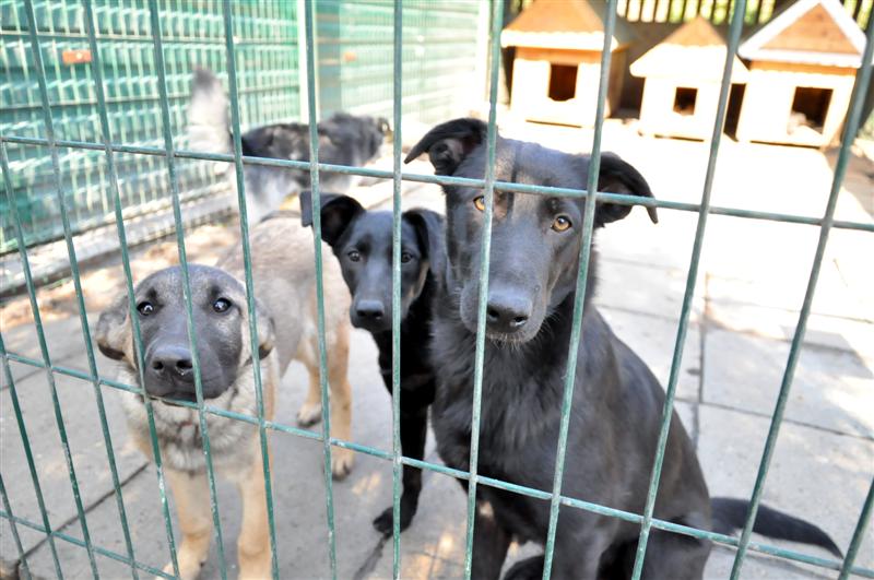 Schronisko w Białymstoku buduje "eksperymentalny" wybieg dla psów