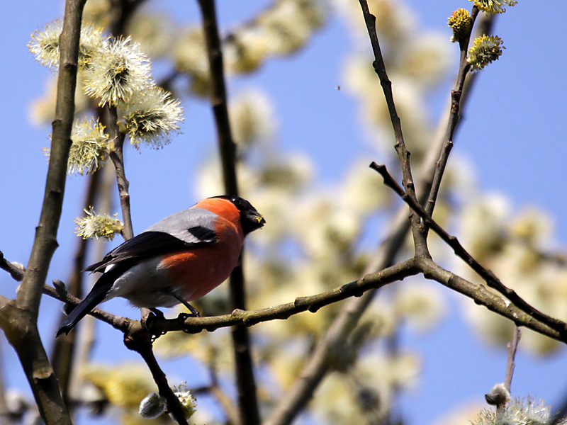 "Ptakoliczenie" m.in. w Supraślu i Goniądzu
