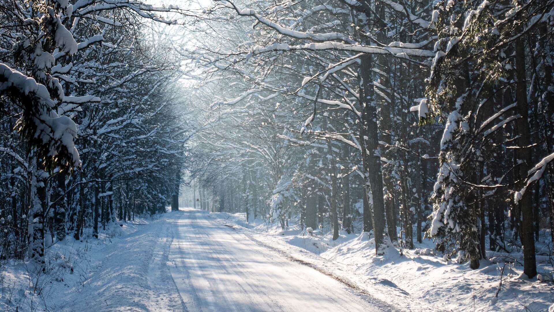 Ministerstwo Klimatu i Środowiska wciąż nie zaprezentowało "Konstytucji dla Puszczy"