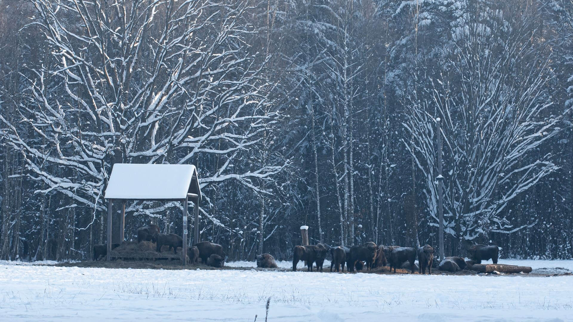W Puszczy Białowieskiej trwa liczenie żubrów