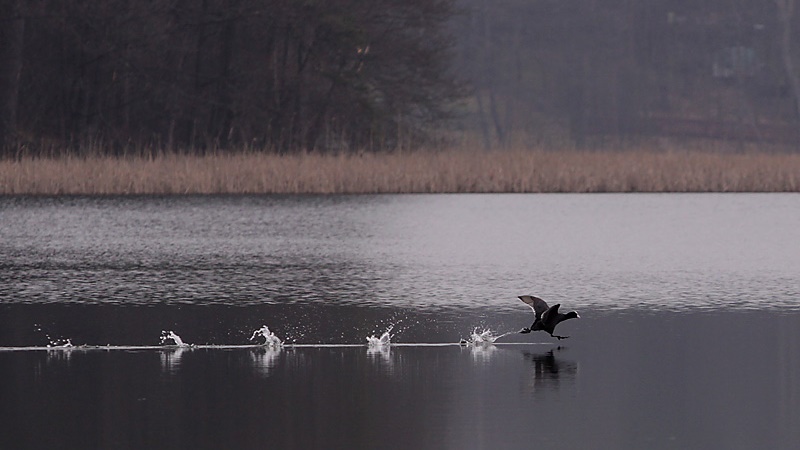 Każdy może zostać ornitologiem i wspomóc liczenie ptaków