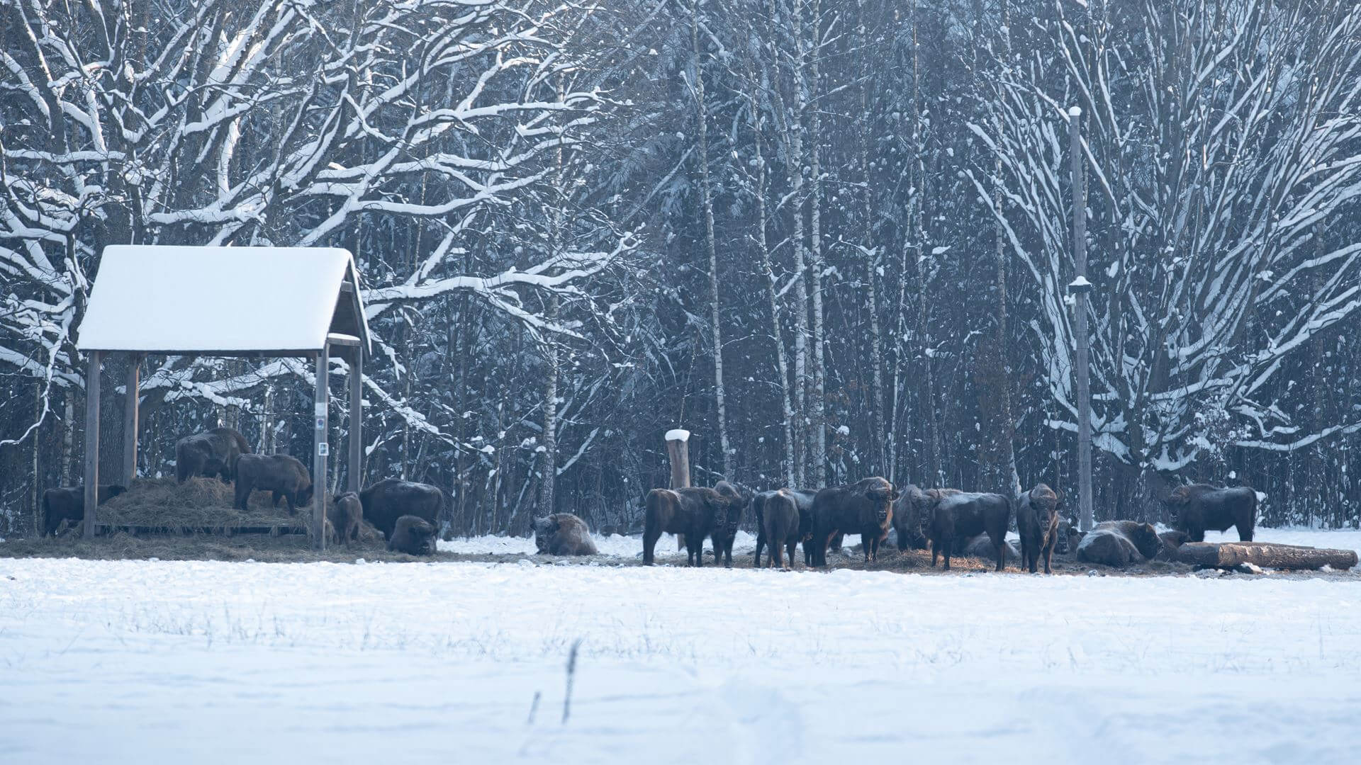 Białowieskie żubry można oglądać na żywo dzięki transmisji online