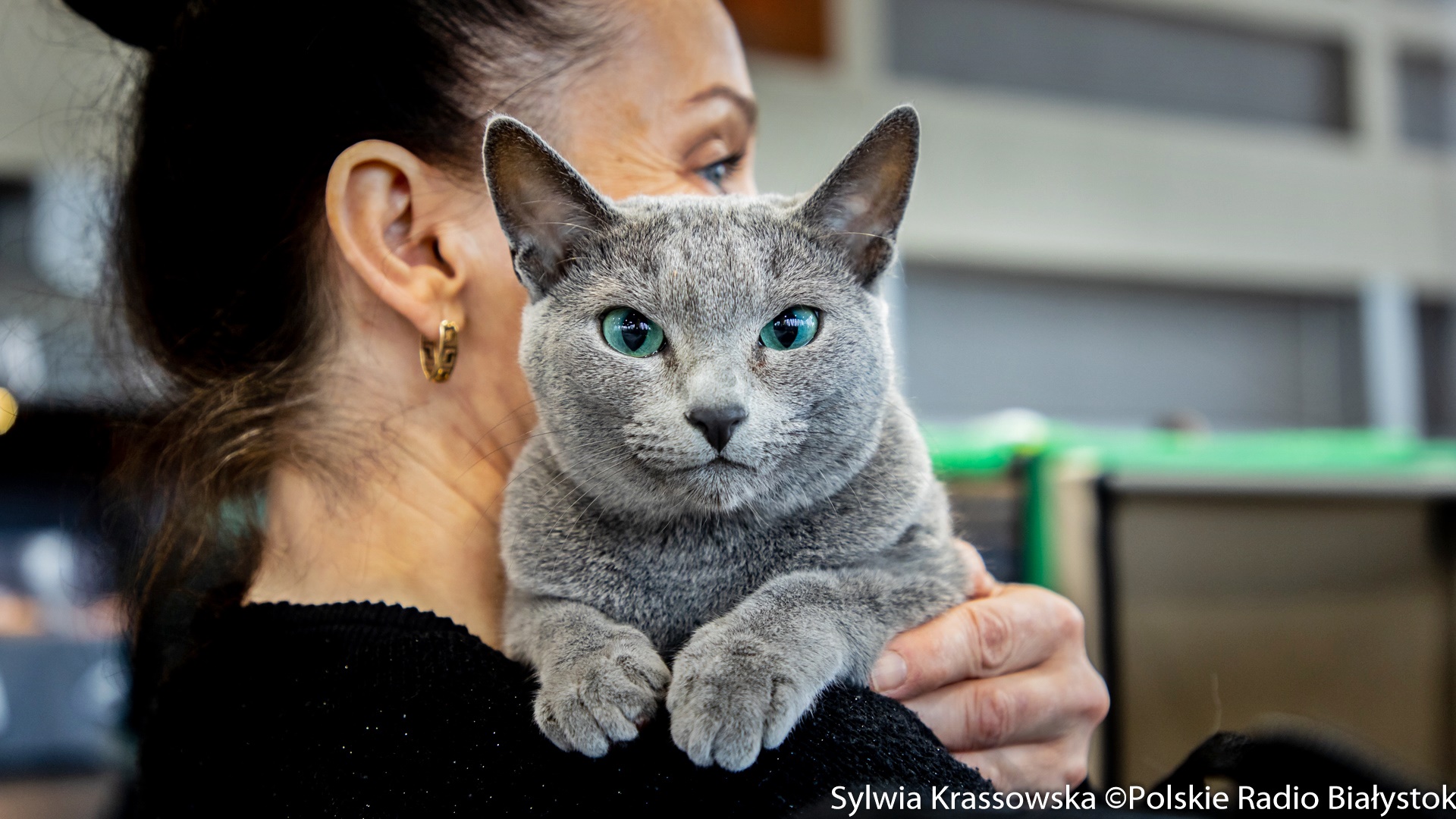 W Białymstoku można wybrać się na wystawę kotów rasowych [zdjęcia]