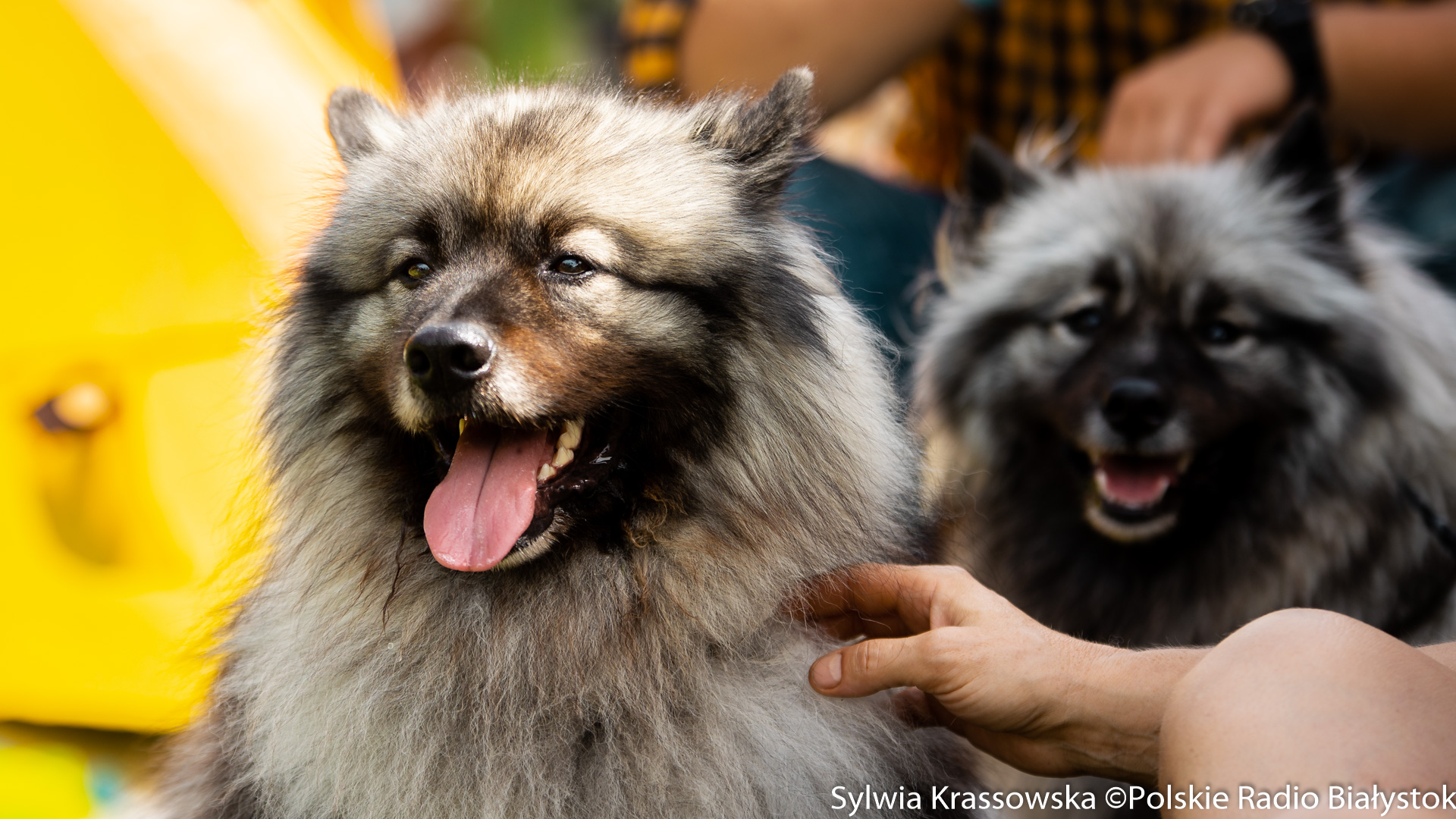 XV Międzynarodowa Wystawa Psów Rasowych w Białymstoku - ponad 200 ras z 15 krajów [zdjęcia, wideo]