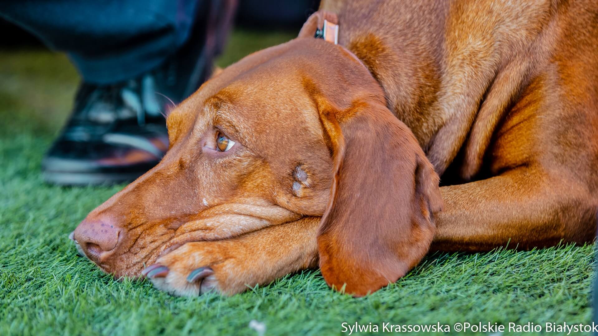 Upał jest groźny także dla zwierząt. Jak zadbać o psa w gorące dni?