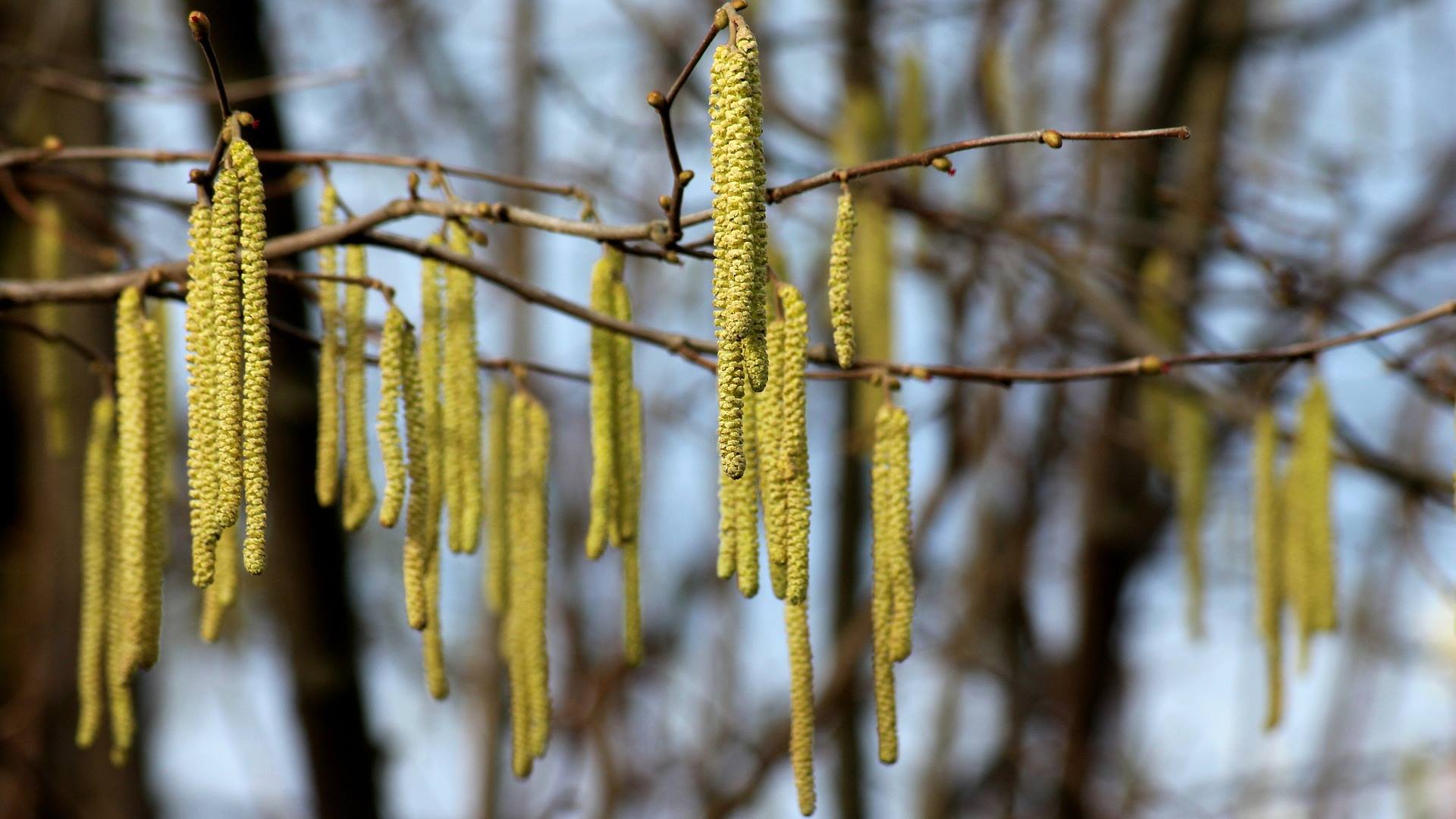 Leszczyna - polski bananowiec