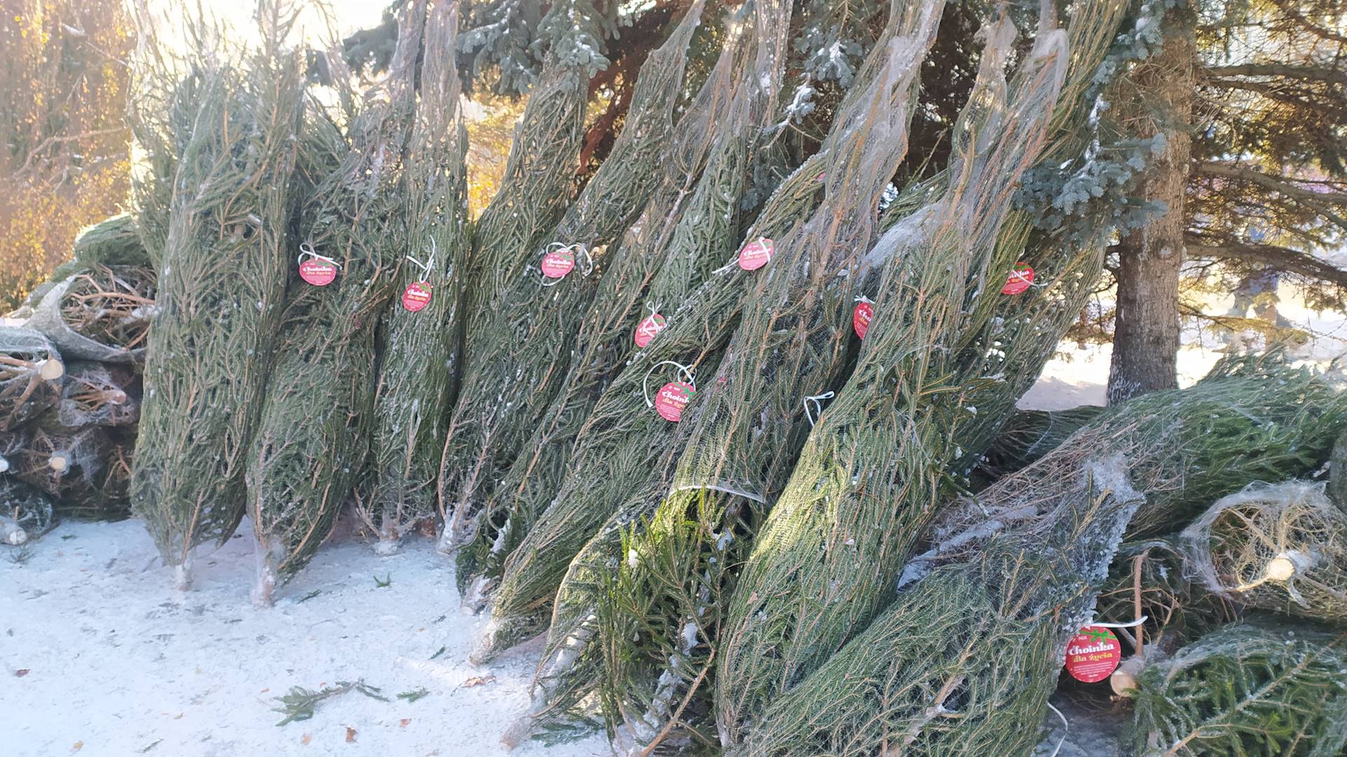 Można oddać krew i wziąć świąteczne drzewko - akcja w kilku podlaskich miastach