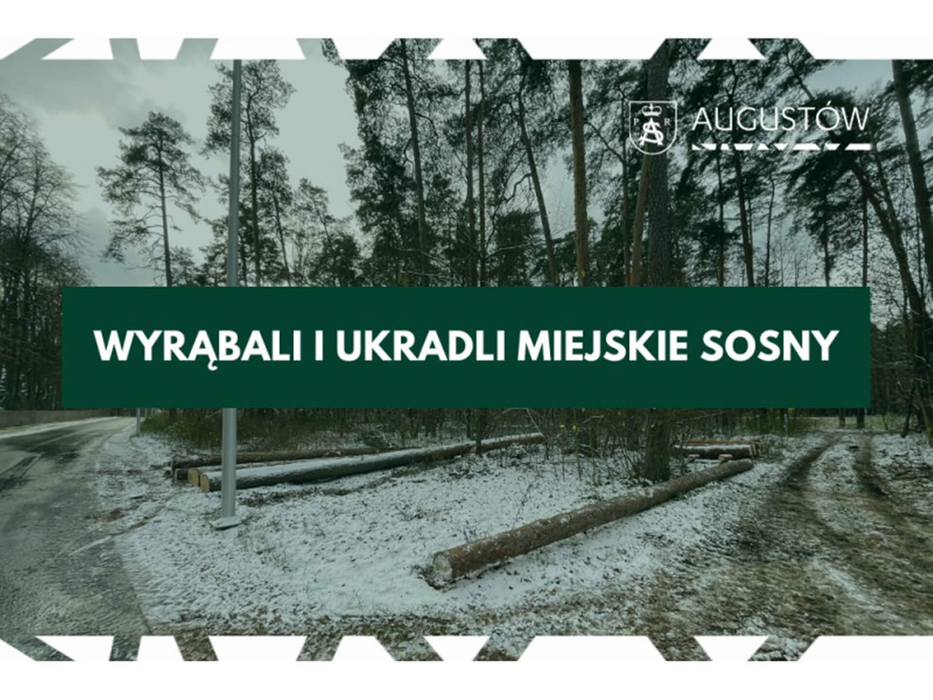 Augustowskie nadleśnictwo wycięło nie swoje drzewa i je przywłaszczyło - tak twierdzą urzędnicy