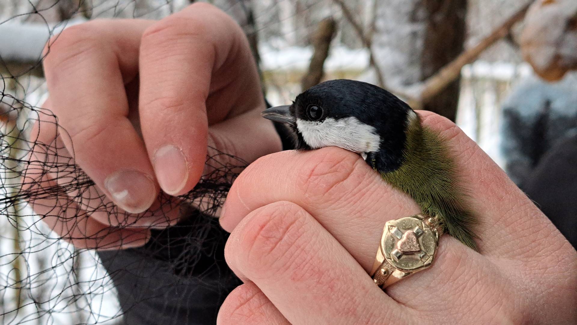W Białymstoku studenci biologii prowadzą zimową akcję dokarmiania i obserwowania ptaków