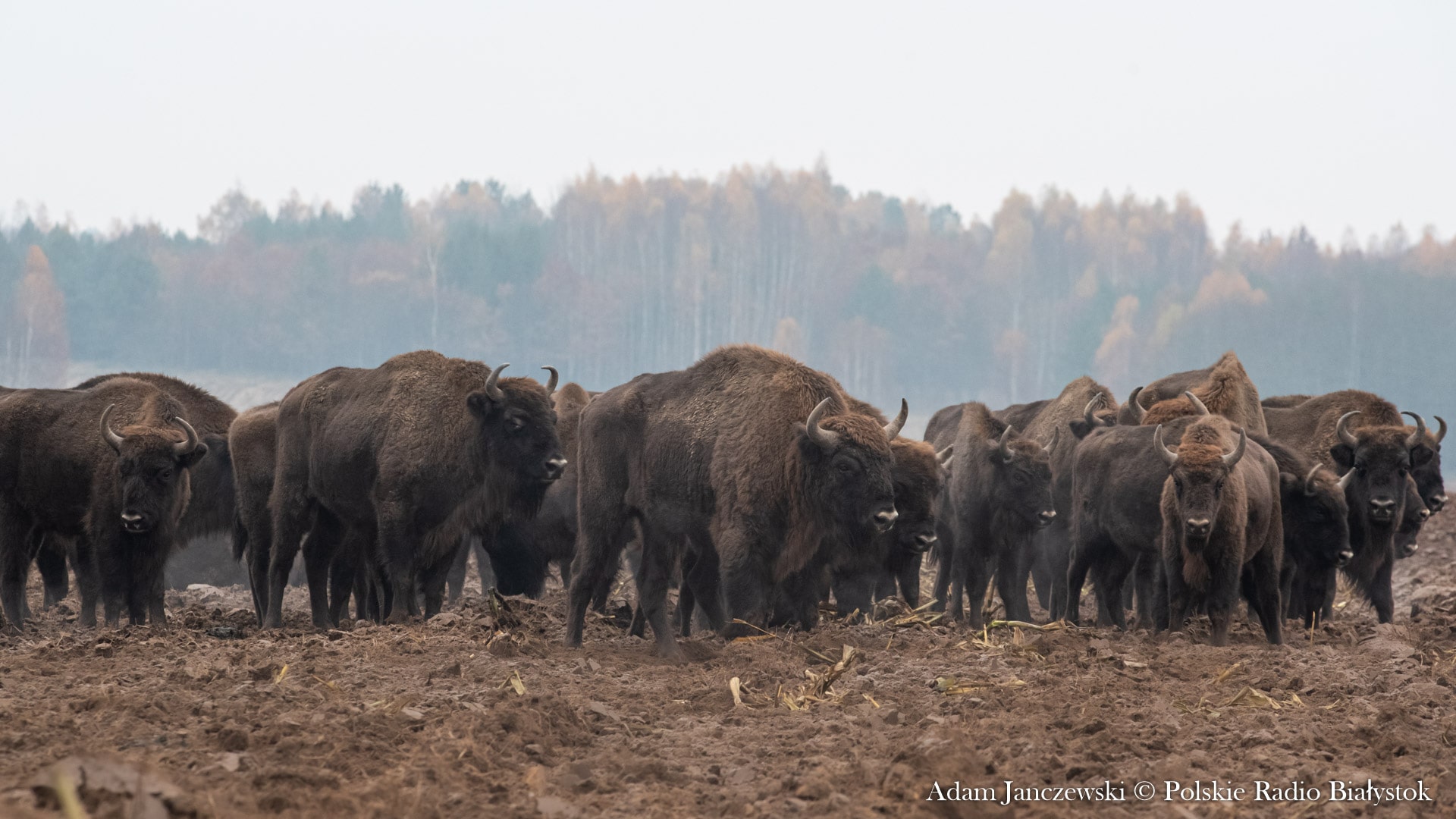 W rejonie Biebrzańskiego Parku Narodowego jest coraz więcej żubrów