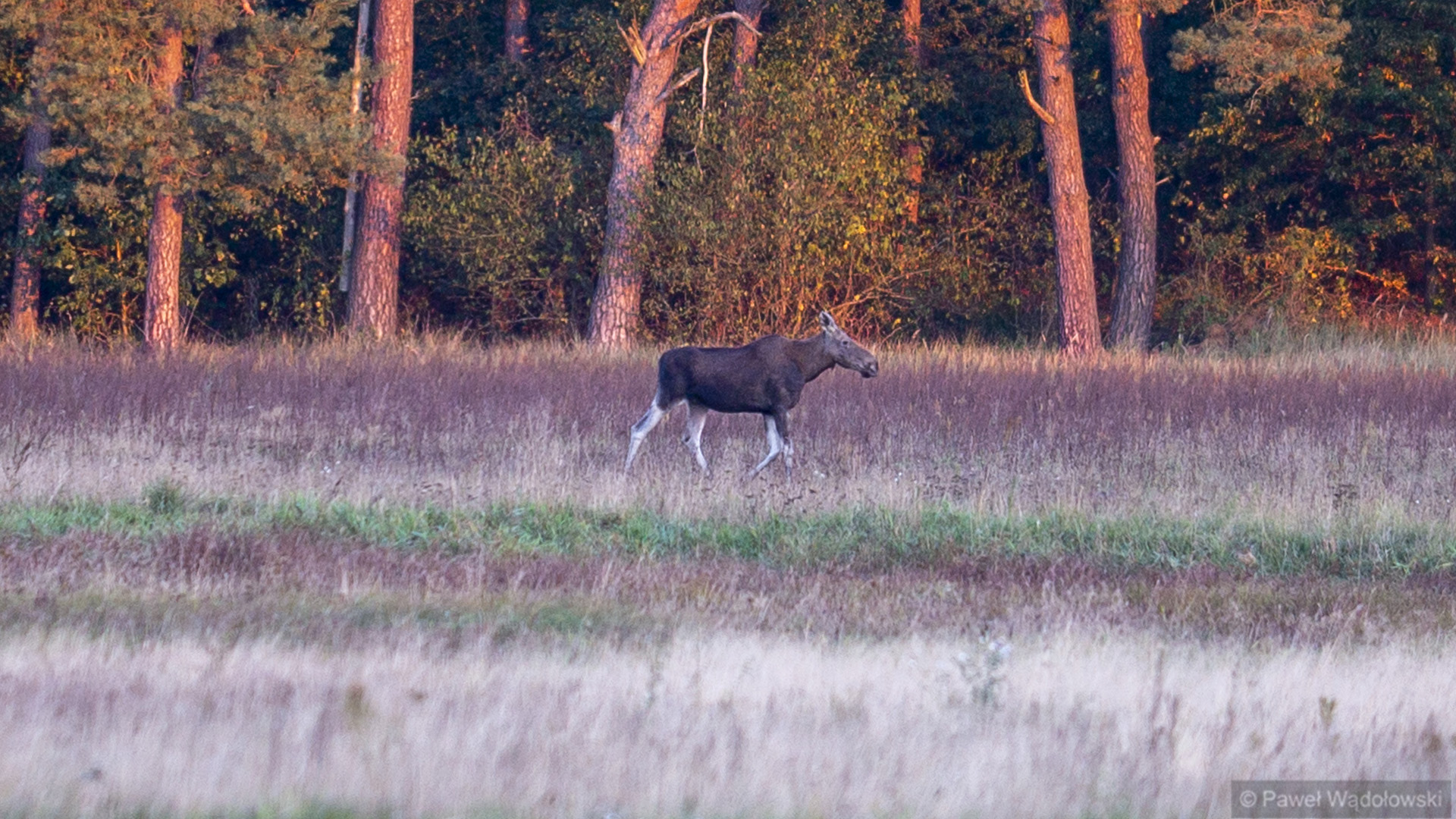 Grupa miłośników przyrody spotkała się o świcie w BPN, by podglądać i podsłuchiwać łosie [zdjęcia, wideo]