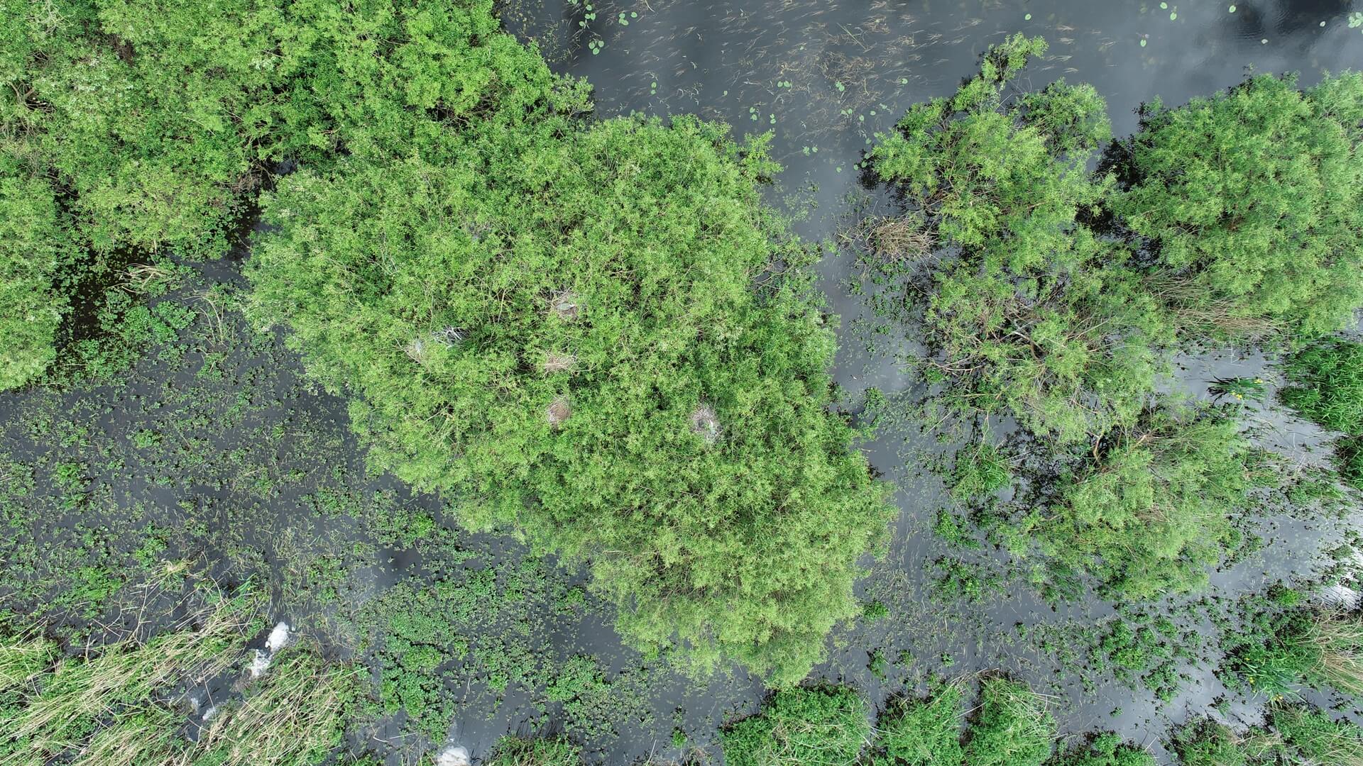 Przyrodnicy z Biebrzańskiego Parku Narodowego wykorzystują drona do liczenia czapli - pozwala to nie zakłócać spokoju ptaków